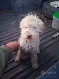 Lagotto romagnolo