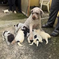 Cuccioli lagotto