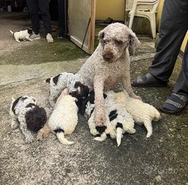 Cuccioli lagotto