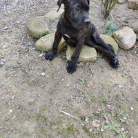 Cucciolo di cane corso