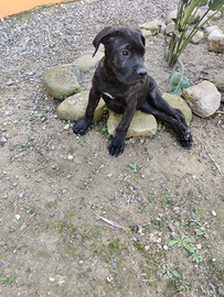 Cucciolo di cane corso