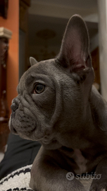 Bulldog francese