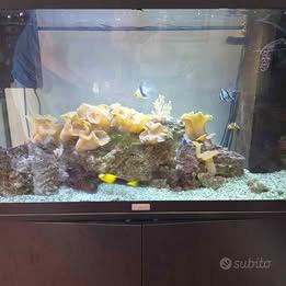 Acquario Marino 120lt