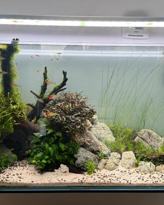 Acquario ada 90p