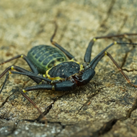 Amblypygio, Phrynus marginemaculatus