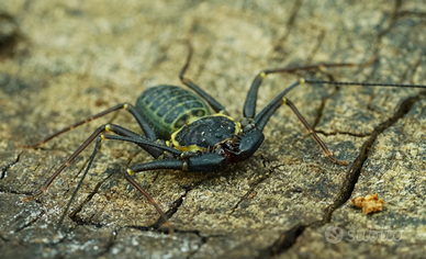 Amblypygio, Phrynus marginemaculatus