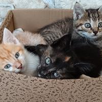 Si regalano gattine