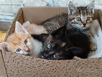 Si regalano gattine