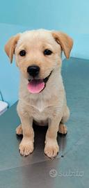 TEO cucciolo simil labrador