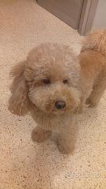 Cane monta barboncino nano