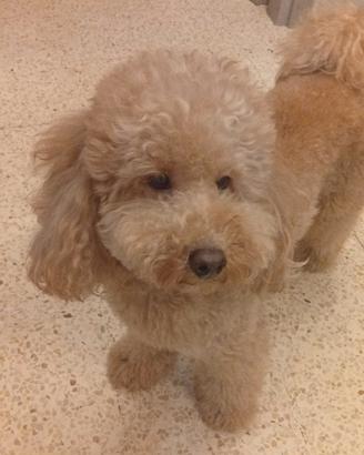 Cane monta barboncino nano