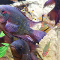 Hypselecara temporalis