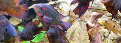 Hypselecara temporalis