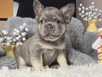 BULLDOG & BOULEDOGUE FRANCESE puppy pag rate
