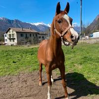 Stallone puro sangue arabo