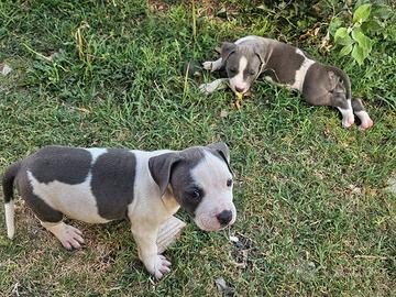 Pitbull cuccioli