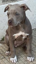 Pitbull terrier ukc