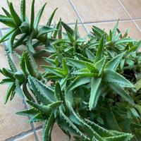 Pianta di aloe