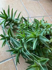 Pianta di aloe