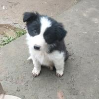 Cuccioli di Border collie