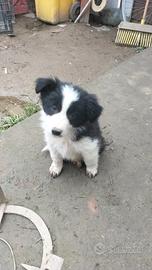 Cuccioli di Border collie