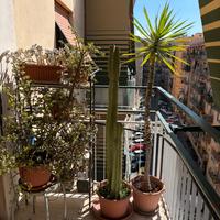 Cactus + yucca