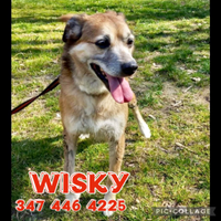 Whisky, 9 anni, taglia medio-piccola