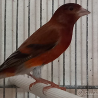 Ibridi cardinalino del Venezuela x canarina