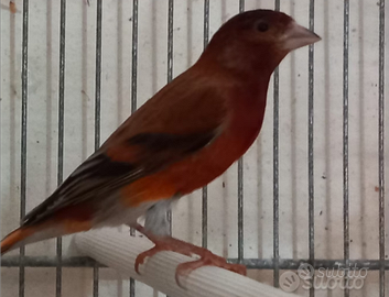 Ibridi cardinalino del Venezuela x canarina