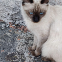 Gattina siamese in adozione