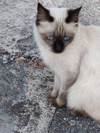 Gattina siamese in adozione