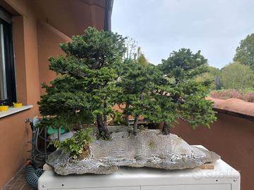 bonsai