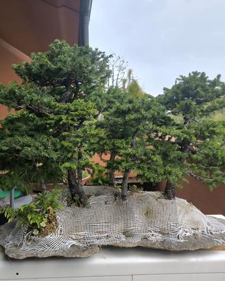 bonsai