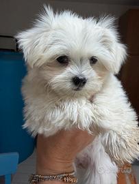 Cuccioli di Maltese