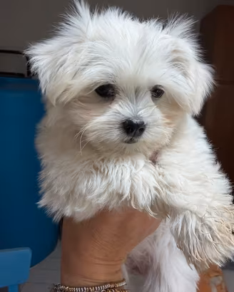 Cuccioli di Maltese