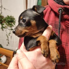 Pinscher nano