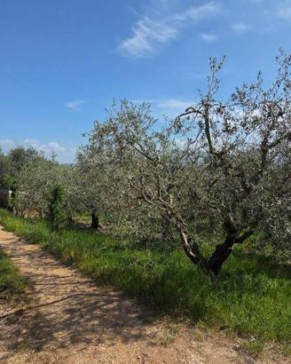 Terreno di 3300 m² a Piglio