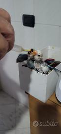 Animali