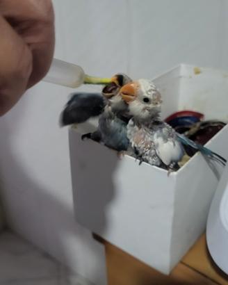 Animali