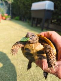 Tartaruga di Terra TESTUDO Hermanni Femmina 7 ANNI
