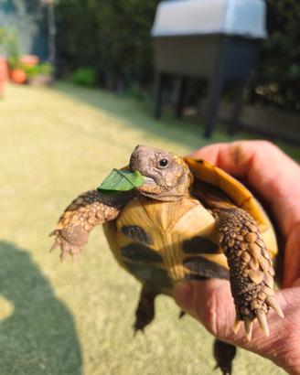Tartaruga di Terra TESTUDO Hermanni Femmina 7 ANNI