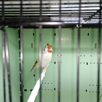 Cardellino Mayor Isabella