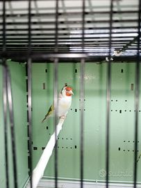 Cardellino Mayor Isabella