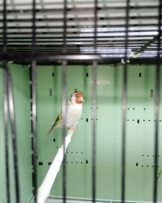 Cardellino Mayor Isabella