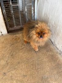 Spitz pomerania 
