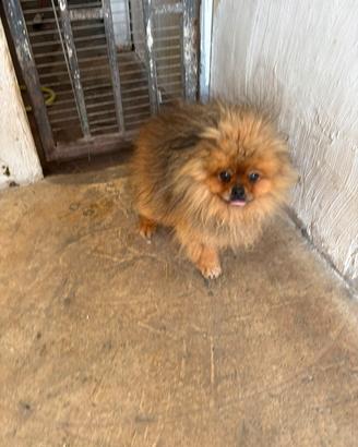 Spitz pomerania 