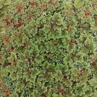 piante galleggianti per laghetto o acquario