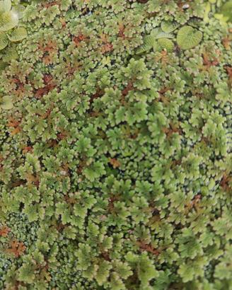 piante galleggianti per laghetto o acquario