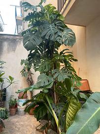 Piante Monstera