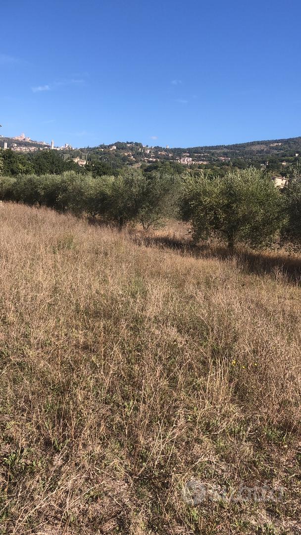 Terreno con oliveti - Vista 2